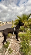 SOPHIE Imagen 1